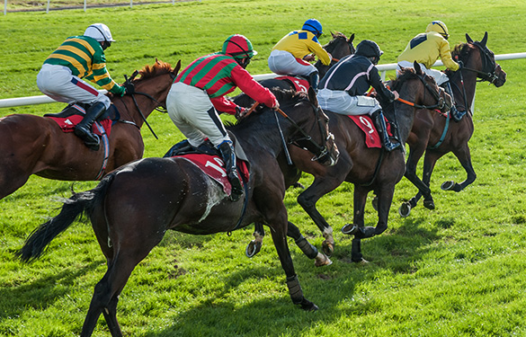 Race Horses